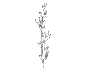Flower black and white clipart