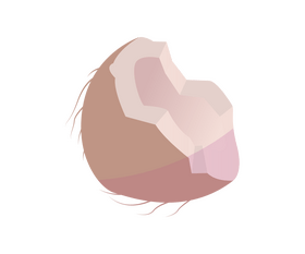 Cracked coconut clipart