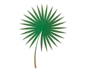 Palm leaf clipart