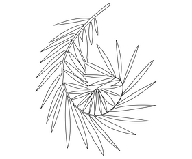 Cartoon palm leaf black and white clipart