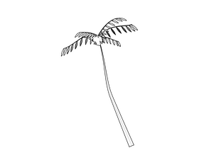 Palm tree illustration black and white clipart