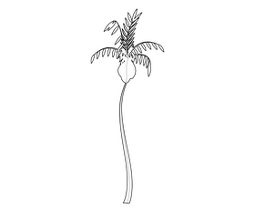 Palm tree free black and white clipart