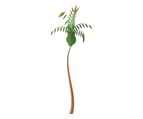 Palm tree free clipart