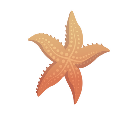 Starfish drawing clipart