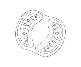 Half cut tomato black and white clipart
