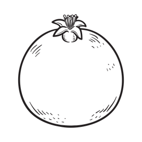 Pomegranate black and white clipart