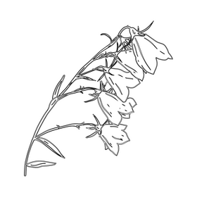 Bellflower black and white clipart