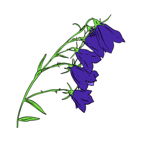 Bellflower clipart