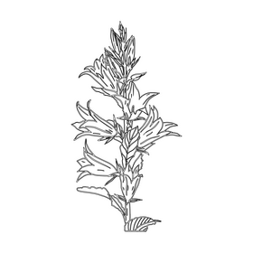 Bellflower black and white clipart