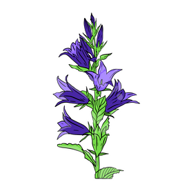 Bellflower clipart