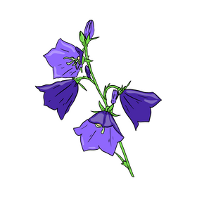 Bellflower clipart