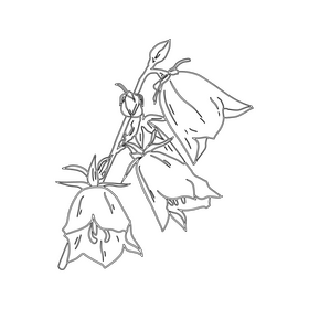 Bellflower black and white clipart