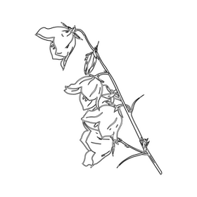 Bellflower black and white clipart
