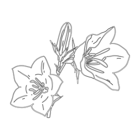 Bellflower black and white clipart