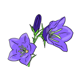 Bellflower clipart