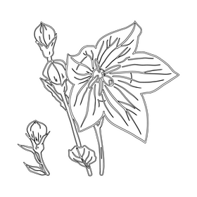 Bellflower black and white clipart