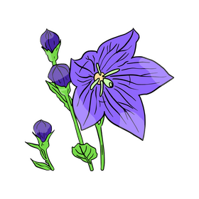 Bellflower clipart