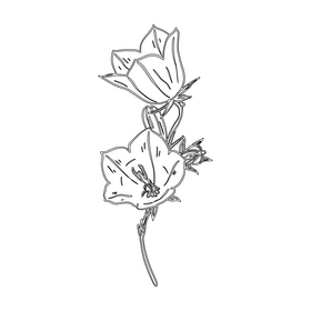 Bellflower black and white clipart