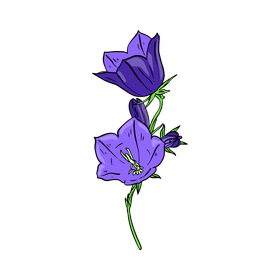 Bellflower clipart