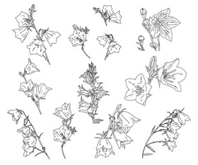 Bellflower black and white vector