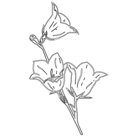 Bellflower black and white clipart