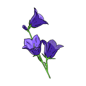 Bellflower clipart