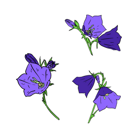 Bellflower clipart