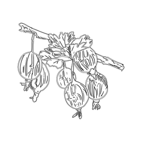 Gooseberry black and white clipart