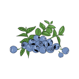 Blueberry clipart