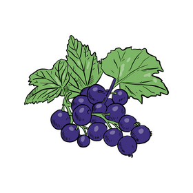 Blue Currant clipart