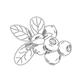 Lingonberry black and white clipart