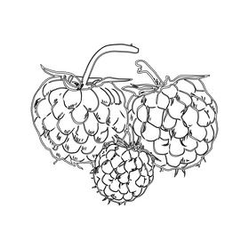 Raspberry black and white clipart