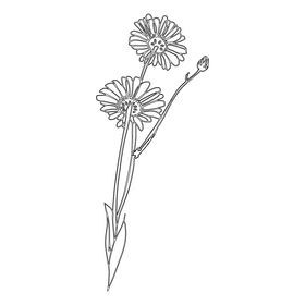 Chamomile black and white clipart