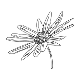 Chamomile black and white clipart