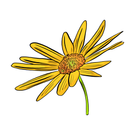 Chamomile clipart
