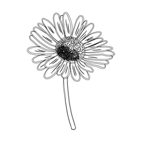 Chamomile black and white clipart