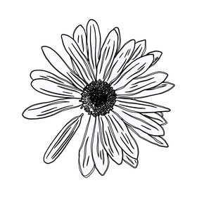 Chamomile black and white clipart
