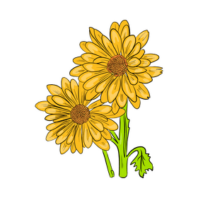 Chamomile clipart