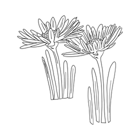 Chamomile black and white clipart