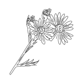 Chamomile black and white clipart