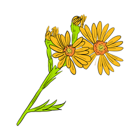 Chamomile clipart