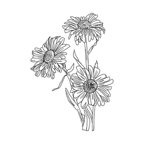 Chamomile black and white clipart
