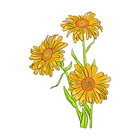 Chamomile clipart