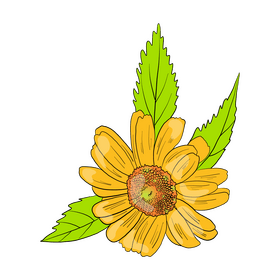 Chamomile clipart