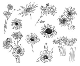 Chamomile black and white vector