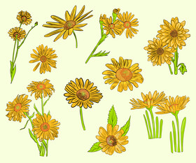 Chamomile vector
