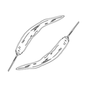 Hot Chili Peppers black and white clipart