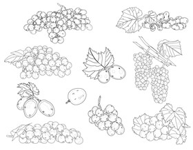 Set of Grapes black and white vector