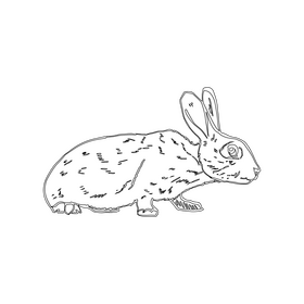 Rabbit black and white clipart