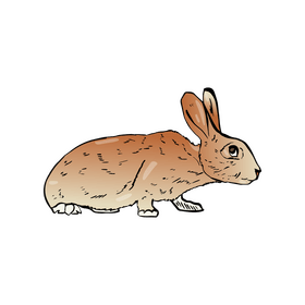 Rabbit clipart